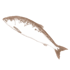 プロテオグリカン画像